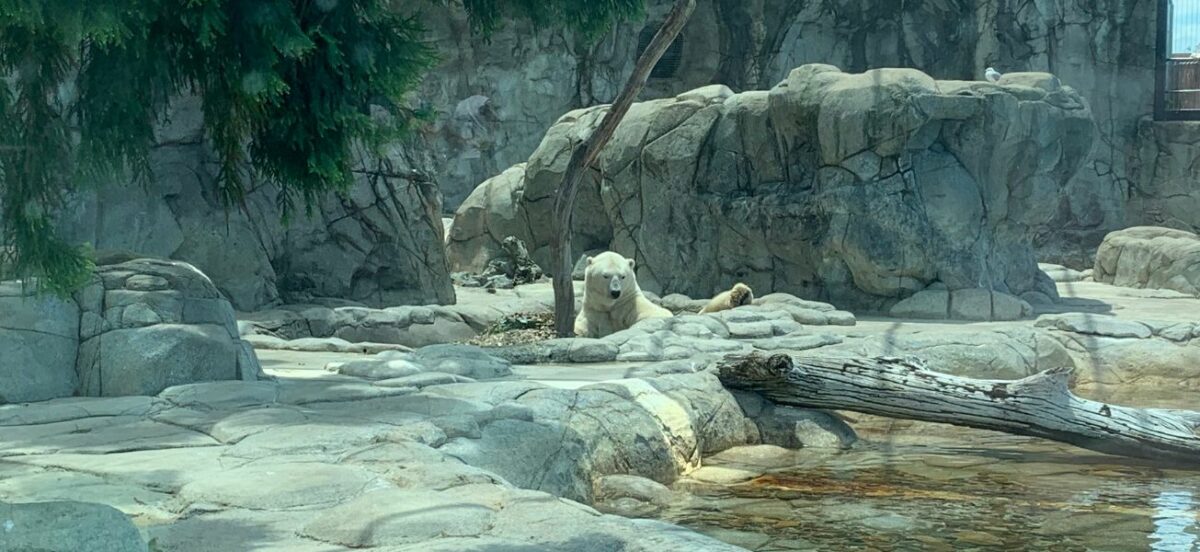 Do polar bears belong in captivity?