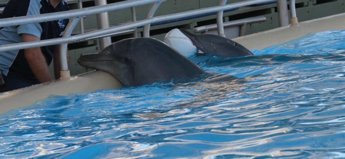 BREAKING: Coffs Harbour dolphins will be the last in captivity in NSW