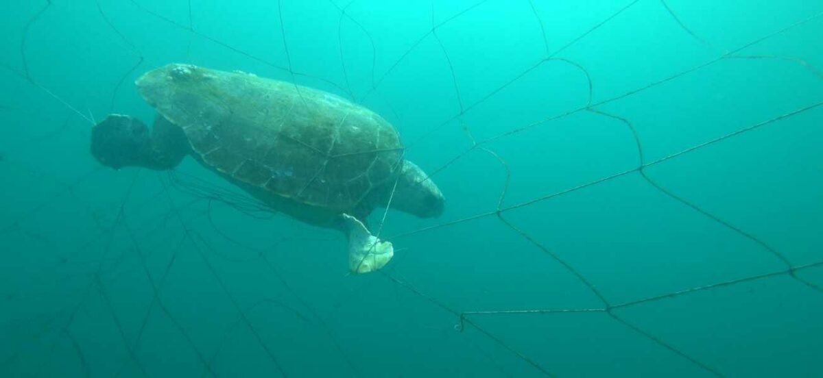 Open Letter to the Minister to remove Queensland’s shark nets