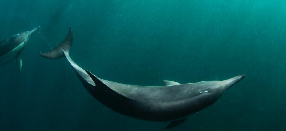 Virtual reality: The cruelty free dolphin experience