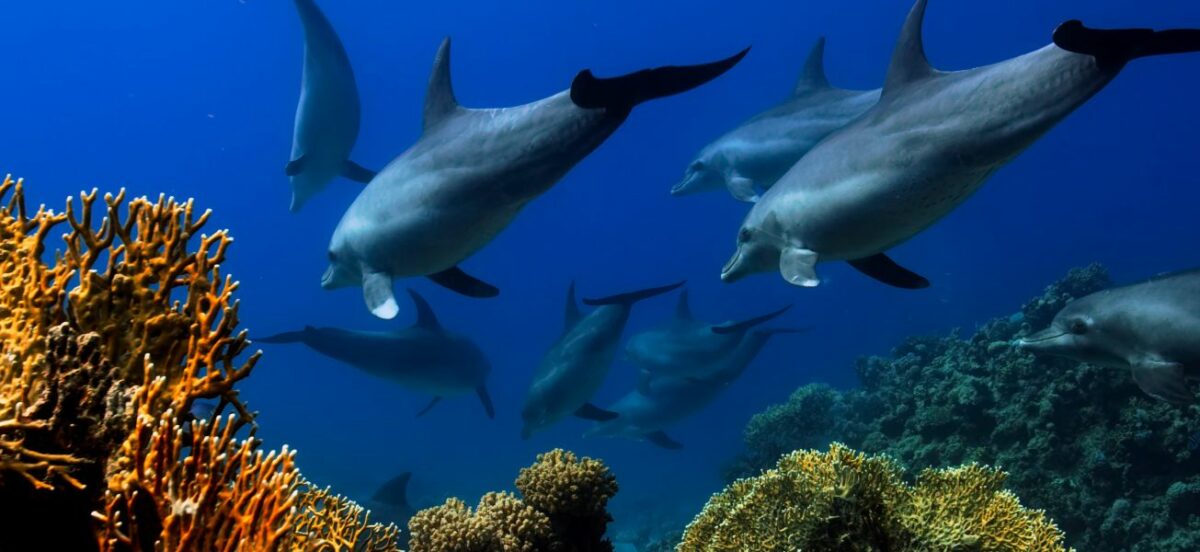 Reflecting on a decade of Action for Dolphins