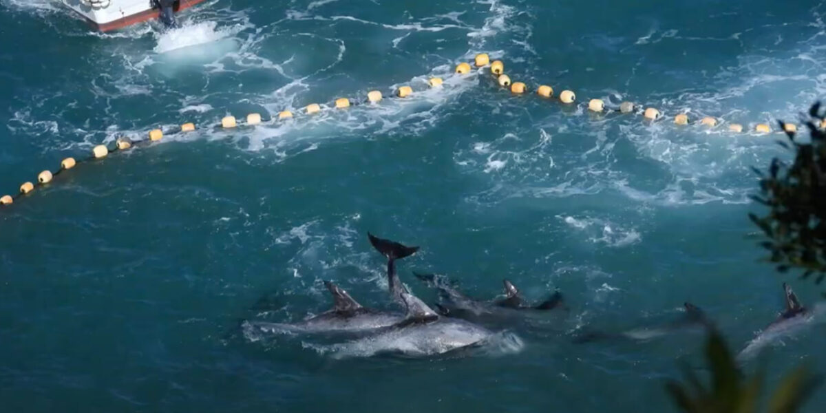 The start of 2023 has been brutal for dolphins near Taiji