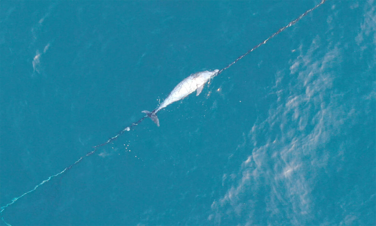 Dolphin left for dead in Bronte Beach shark net