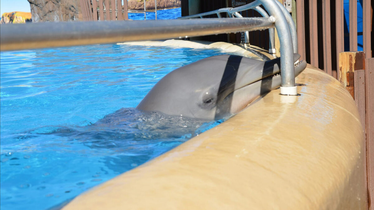 Dolphin sanctuary update