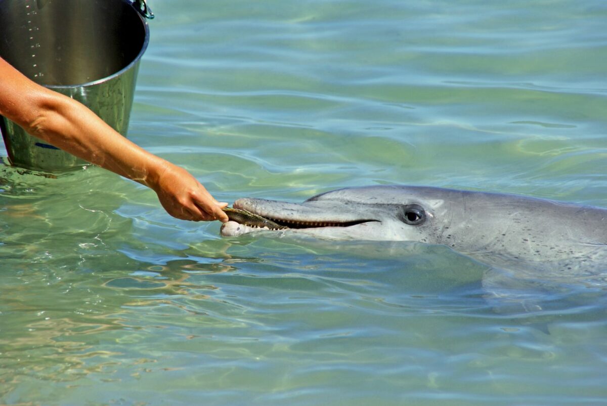How documentaries can inspire change and action for dolphins