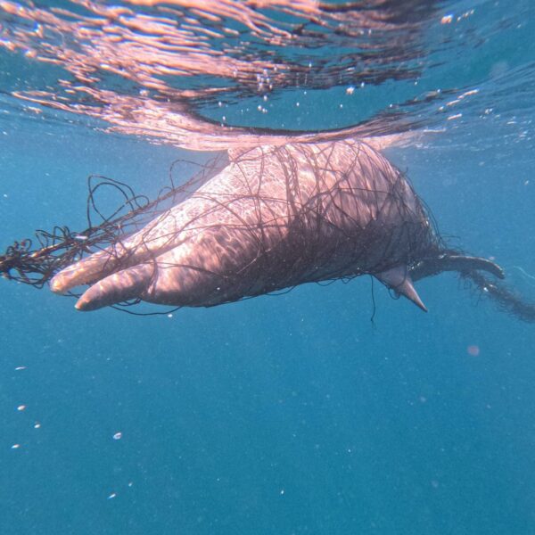 Dolphin caught in shark net