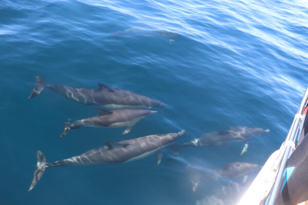 A pod of dolphins is swimming gracefully just below the water's surface, captured from the side of a boat. The sunlight penetrates the blue waters, illuminating the dolphins and casting their shadows on the ocean floor. The perspective from the boat adds a sense of being in the moment with the marine mammals