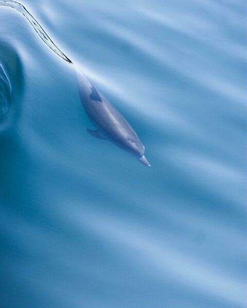 A dolphin is captured just below the surface of the blue ocean, with the sunlight creating a soft glow around its silhouette. The water is smooth with gentle ripples, and the dolphin's movement creates a serene, flowing effect in the water
