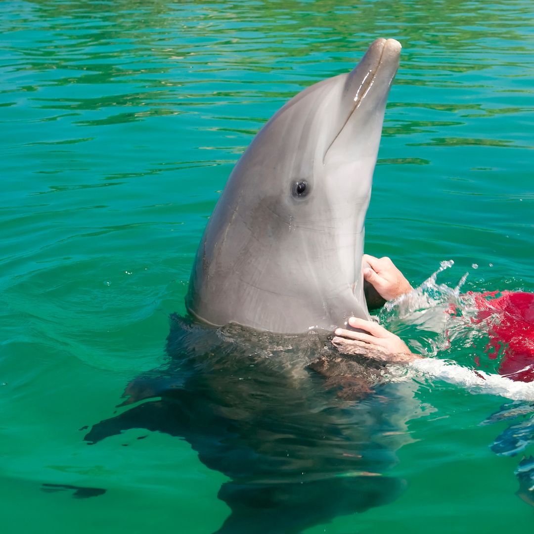 A person is wearing a red and white top and is touching a dolphin in captivity. The dolphin is partially out of the water and is in a green pool.