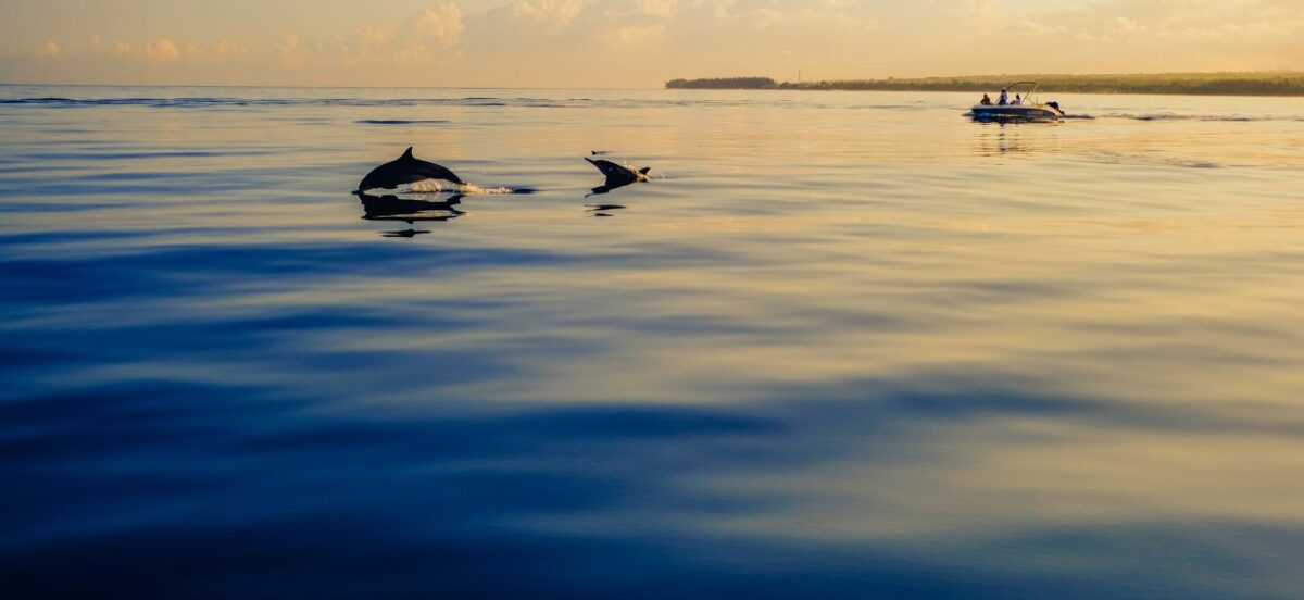 Could regulated wild dolphin feeding programs be contributing to the confusion that it’s illegal elsewhere?