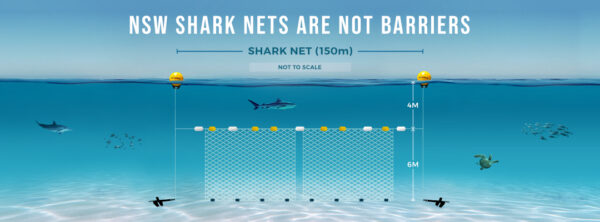 An informational graphic illustrating that New South Wales (NSW) shark nets are not full barriers. It shows a side view of the ocean with a shark net suspended in the water, marked as 150 meters long and not to scale, with floats on the surface and weights at the bottom. The net extends 6 meters deep but is shorter than the width of the beach, allowing marine life like sharks and turtles to swim around it, indicating the net's inefficiency as a barrier.