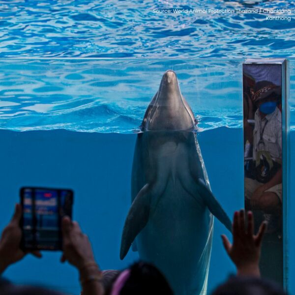 Dolphin in captivity pool with people taking photos