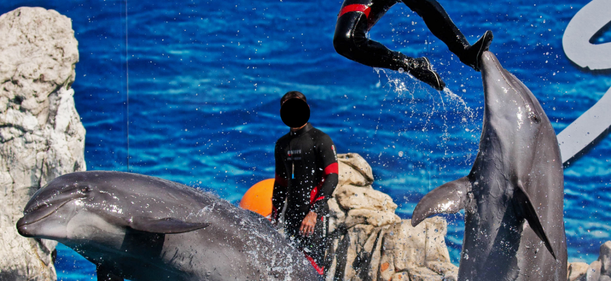 Thailand’s involvement in the Taiji Dolphin Hunts