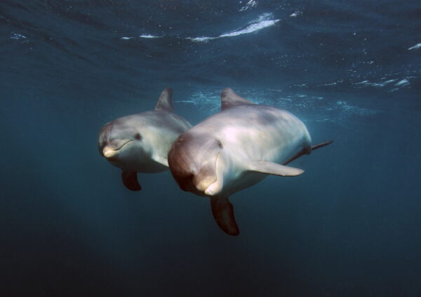 Two dolphins are swimming together underwater. They appear to be in close proximity to each other, suggesting social interaction or companionship. The surrounding water is clear, highlighting the graceful forms and smooth skin of the dolphins.
