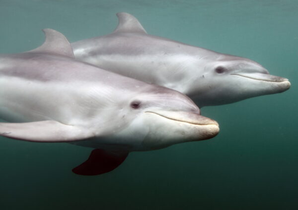 Two bottlenose dolphins are seen gliding side by side in murky green waters, their sleek bodies and distinctive facial features visible. They appear calm and in sync with each other's movements, displaying the social and intelligent nature of dolphins