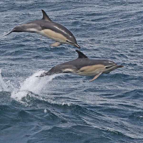 "Two short-beaked common dolphins are leaping above the ocean's surface, with a splash of water trailing behind them. The dynamic image captures their streamlined bodies and the contrast of their grey, white, and yellowish-tan markings against the deep blue of the sea
