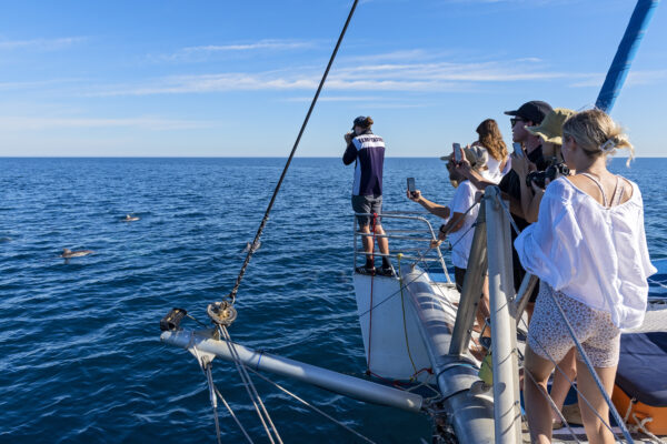 Passengers on a sailboat are observing and photographing dolphins swimming nearby in the ocean. One person stands elevated on the bow, looking through binoculars, while others at the side of the boat use smartphones to capture the moment. The calm sea and clear skies create a peaceful backdrop for this wildlife encounter.