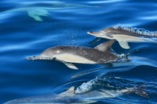 Two common dolphins are captured mid-swim near the surface of the clear blue ocean, with one trailing closely behind the other. Water beads and small ripples surround them as they cut through the water, their sleek bodies and distinctive dorsal fins highlighted by the sunlight