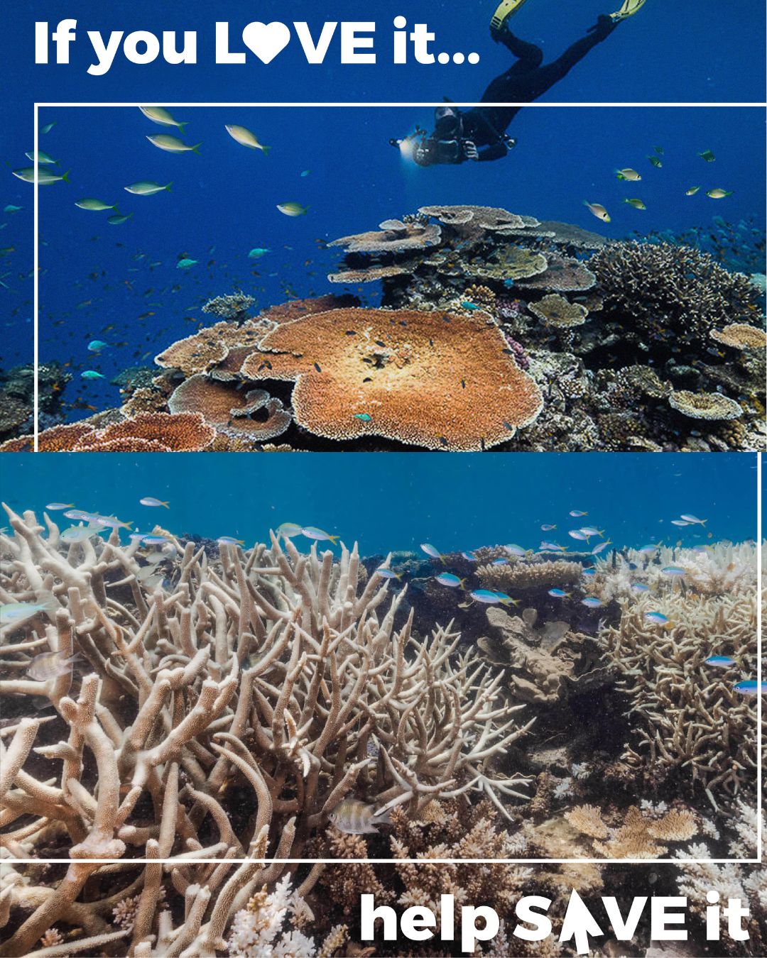 Strong laws for our marine life Action for Dolphins