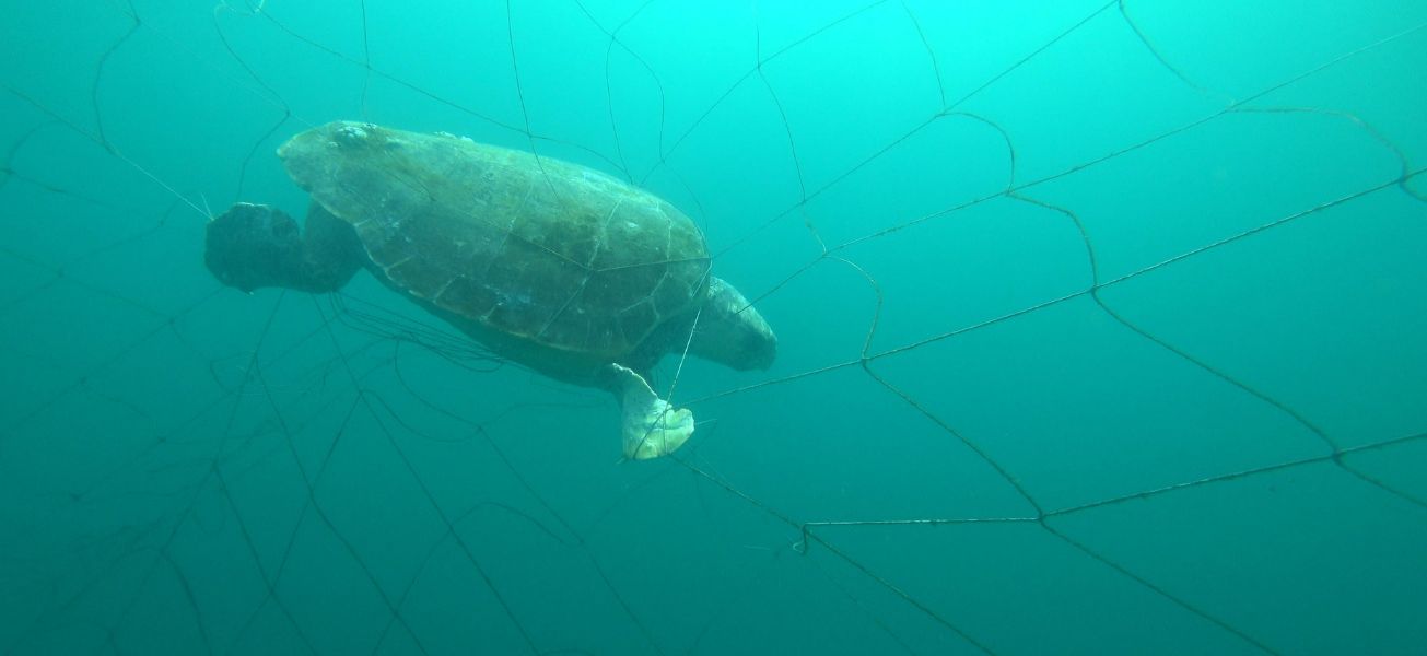 Shark nets catch zero target sharks across Sydney last season, leaving