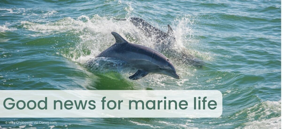 Good news for marine life from across the globe
