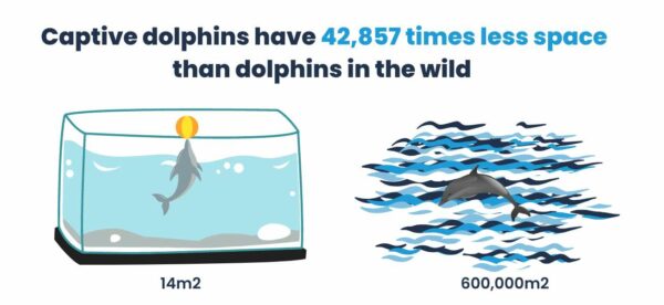 An informative illustration comparing the living space of captive dolphins versus those in the wild. On the left, a single dolphin is shown inside a small aquarium tank labeled '14m²'. On the right, a dolphin is depicted in the vast ocean with a label '600,000m²', with the caption stating 'Captive dolphins have 42,857 times less space than dolphins in the wild