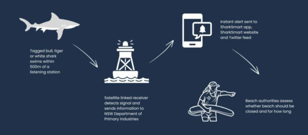 An infographic on a navy blue background explaining how shark listening stations work. From left to right, the process starts with an icon of a tagged bull or white shark, indicating it swims within 500m of a listening station. Next, an icon of the listening station connected to a satellite suggests detection of the shark's signal. This is followed by an icon of a smartphone showing an alert, representing an instant alert sent to the SharkSmart app, website, and Twitter feed. Finally, an icon of a person with binoculars represents beach authorities assessing whether the beach should be closed. Arrows connect the sequence of actions