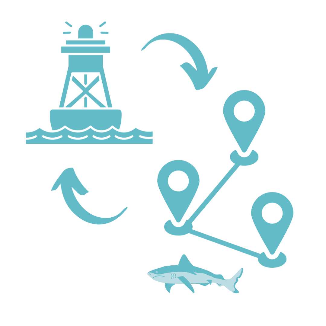 A stylised graphic showing a sequence of shark tracking. It includes an icon of a buoy floating on water, a series of three location pins connected by lines indicating a path, and an illustration of a shark at the end of the path. Arrows between the elements suggest the movement from the buoy to the shark's current location. The graphic is in a light turquoise colour on a white background, conveying the process of monitoring shark movements