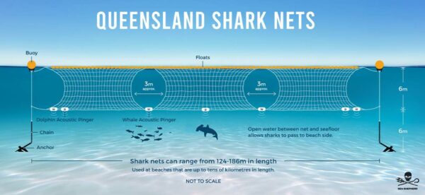 An infographic titled 'QUEENSLAND SHARK NETS' depicting a cross-section view of the ocean with a shark net system. The net is shown with buoys on the surface and anchors at the seabed, extending approximately 6 meters in depth. There are acoustic pingers marked for dolphins and whales along the net to deter them. The diagram illustrates an open gap between the net and seafloor, highlighting that sharks can pass through, with a note stating shark nets can range from 124-186m in length and are used at beaches that are tens of kilometres in length. The bottom of the image notes that it is not to scale and includes the Sea Shepherd logo.