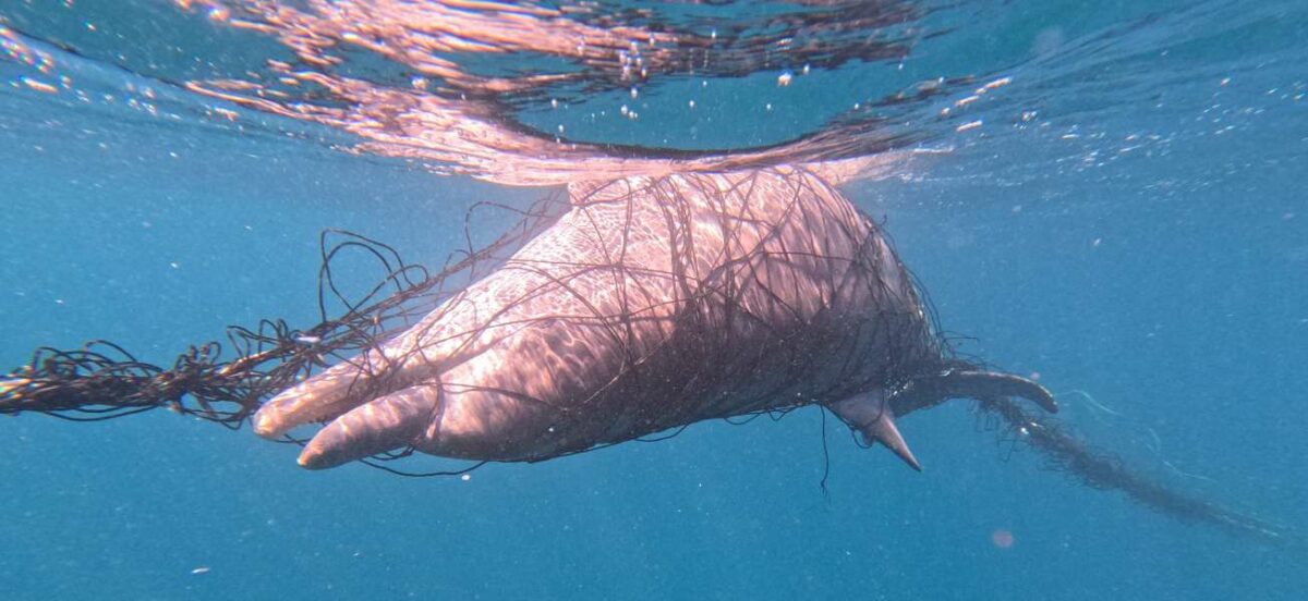 A disturbing image of a dolphin entangled in a shark net in New South Wales. The dolphin is caught in the netting, with parts of its body and fin visibly restricted by the entanglement. The water around is clear, and the surface above is slightly rippled, highlighting the tragic situation just below.