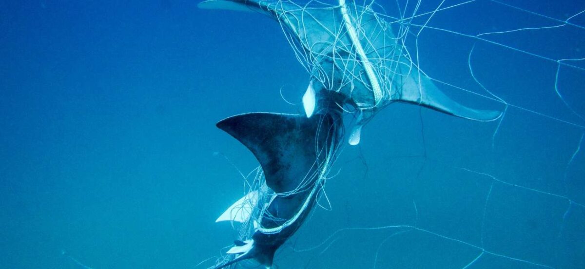 A close-up underwater image showing two rays ensnared in a shark net. The image captures the rays' struggle against the entanglement in the clear blue ocean water, emphasizing the negative impact of shark nets to marine life like rays