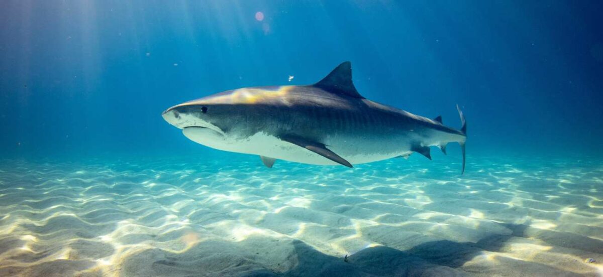 A majestic bull shark glides gracefully through the clear, shallow waters over a sandy sea floor, patterned with ripples of sunlight. The shark is captured in profile, displaying its streamlined body, characteristic dorsal fin, and the subtle stripes from which its name derives. The water is a serene blue, and the scene is lit by a soft, dappled light, emphasizing the shark's natural habitat.