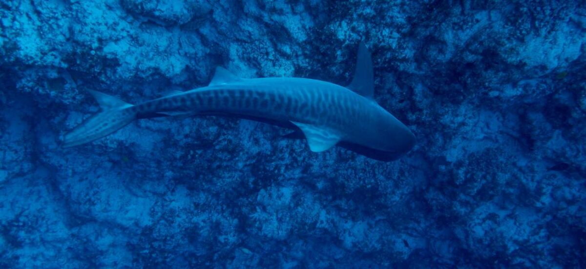 An underwater image showing a side view of a tiger shark swimming against the backdrop of a rocky sea bed. The shark is highlighted by the deep blue hues of the ocean, with its distinctive vertical stripes and sleek body shape visible. The image captures the essence of the shark in its natural, deep-sea environment