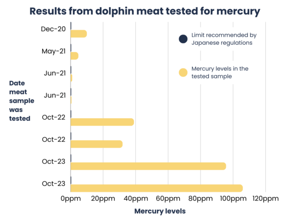 A bar chart titled 'Results from dolphin meat tested for mercury' on a black background. It displays several horizontal bars representing mercury levels in dolphin meat samples on various dates, with the mercury levels extending significantly beyond the limit recommended by Japanese regulations. The recommended limit is marked with a blue dot, and the mercury levels in the tested samples are shown as longer yellow bars, indicating high levels of mercury in all samples