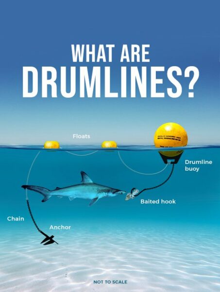 The image is an educational depiction answering 'WHAT ARE DRUMLINES?' against a clear blue ocean background. It features a side view of a drumline set-up, which includes a buoy on the surface connected by a chain to an anchor on the seabed. Along the chain, there is a baited hook with a shark approaching it. Additional floats are visible on the surface near the buoy. The image indicates that the drumline is not to scale.
