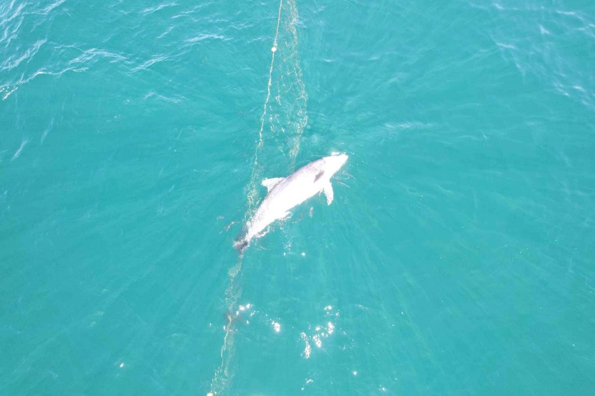 Dolphin Found Dead in NSW Shark Net