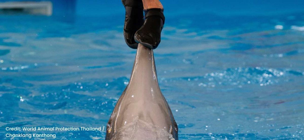 Image of a trainer's feet standing on the nose of a captive dolphin