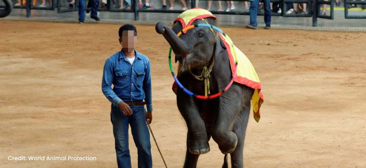 Image of a captive elephant performing a ring trick with a trainer standing next to them holding a stick