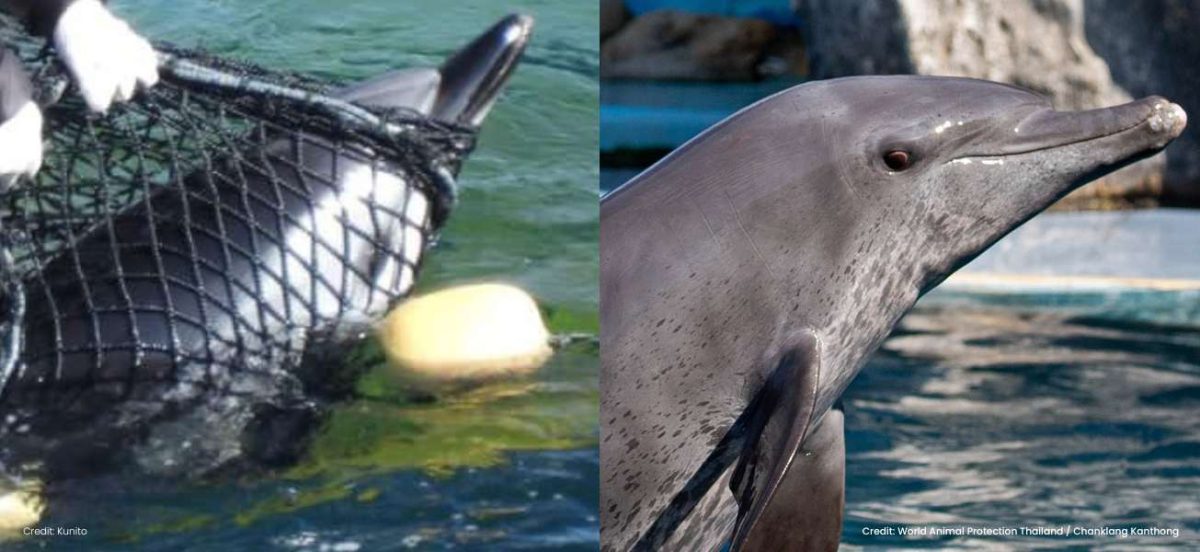 Explosive new report reveals travel companies complicit in Taiji dolphin hunts