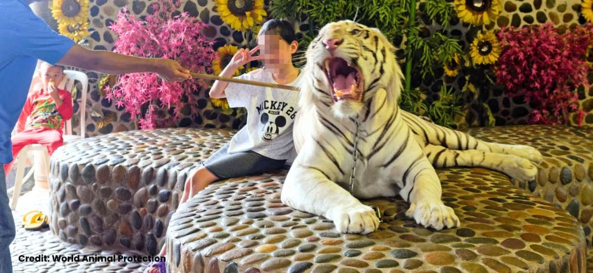 Image of a captive tiger looking distressed while a person holds them still with a stick and collar. A child poses next to them for the photo.