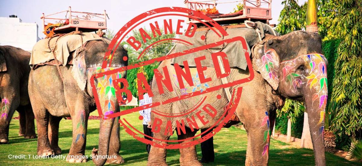 Image of captive elephants with riding baskets on their back with a sticker overlaying the image saying 