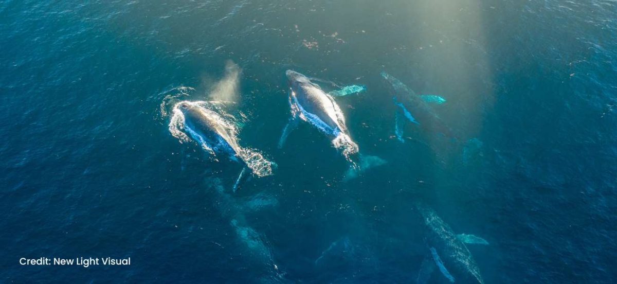 image of free whales swimming in the ocean