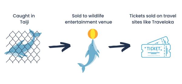 Infographic with the words 'caught in Taiji' and a dolphin caught in a net, followed by the words 'sold to wildlife entertainment venue' and a dolphin with a ball, followed by the words 'Tickets sold by travel companies like Traveloka' and ticket stub icons