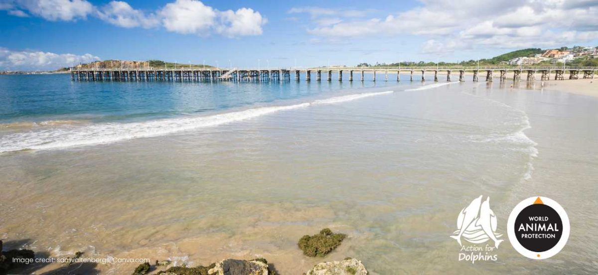 Update regarding the dolphin sanctuary in Coffs Harbour