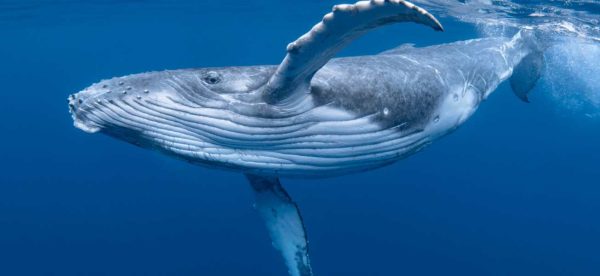 Whale swimming underwater