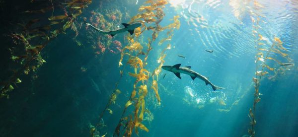 Viewpoint underwater looking up towards two sharks swimming