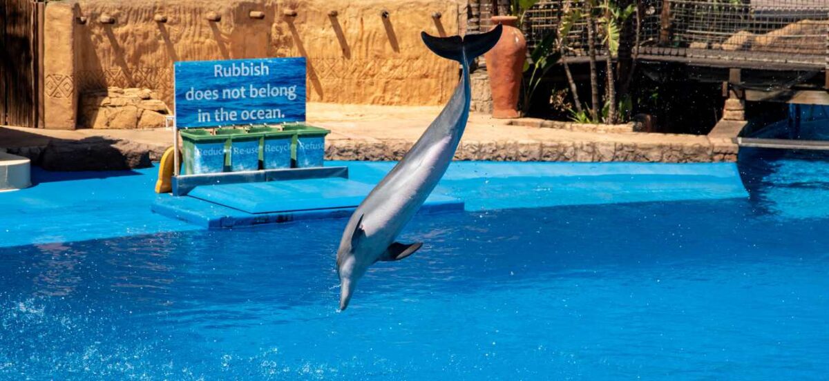 How the Taiji dolphin trade supplies marine parks around the world