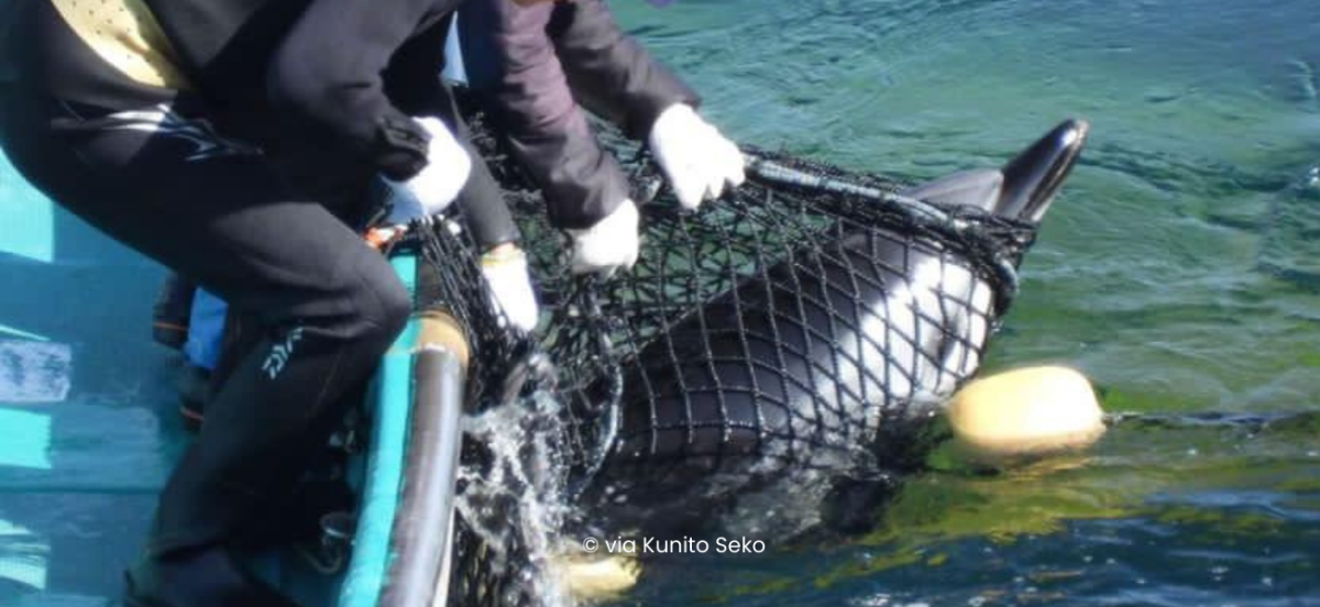 The Taiji dolphin hunts have ended – but their suffering is just beginning