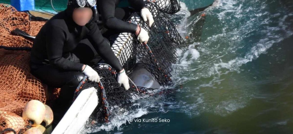 How to help stop the Taiji dolphin trade: Actions you can take today