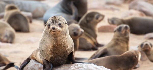 Seal pups in a group